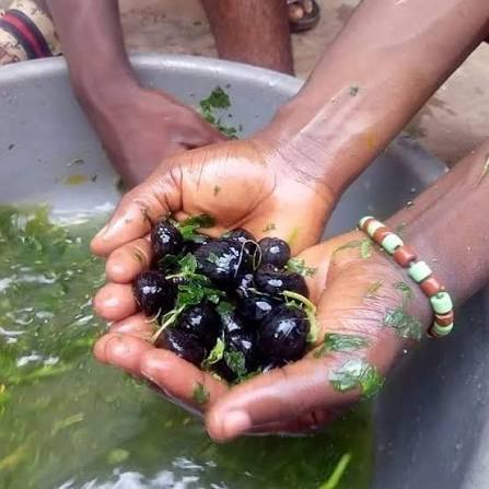 The Story Behind the Sacred Palm Nuts (Ìkín Ifá) 